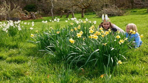 Children peeking behind daffodils at Godolphin.